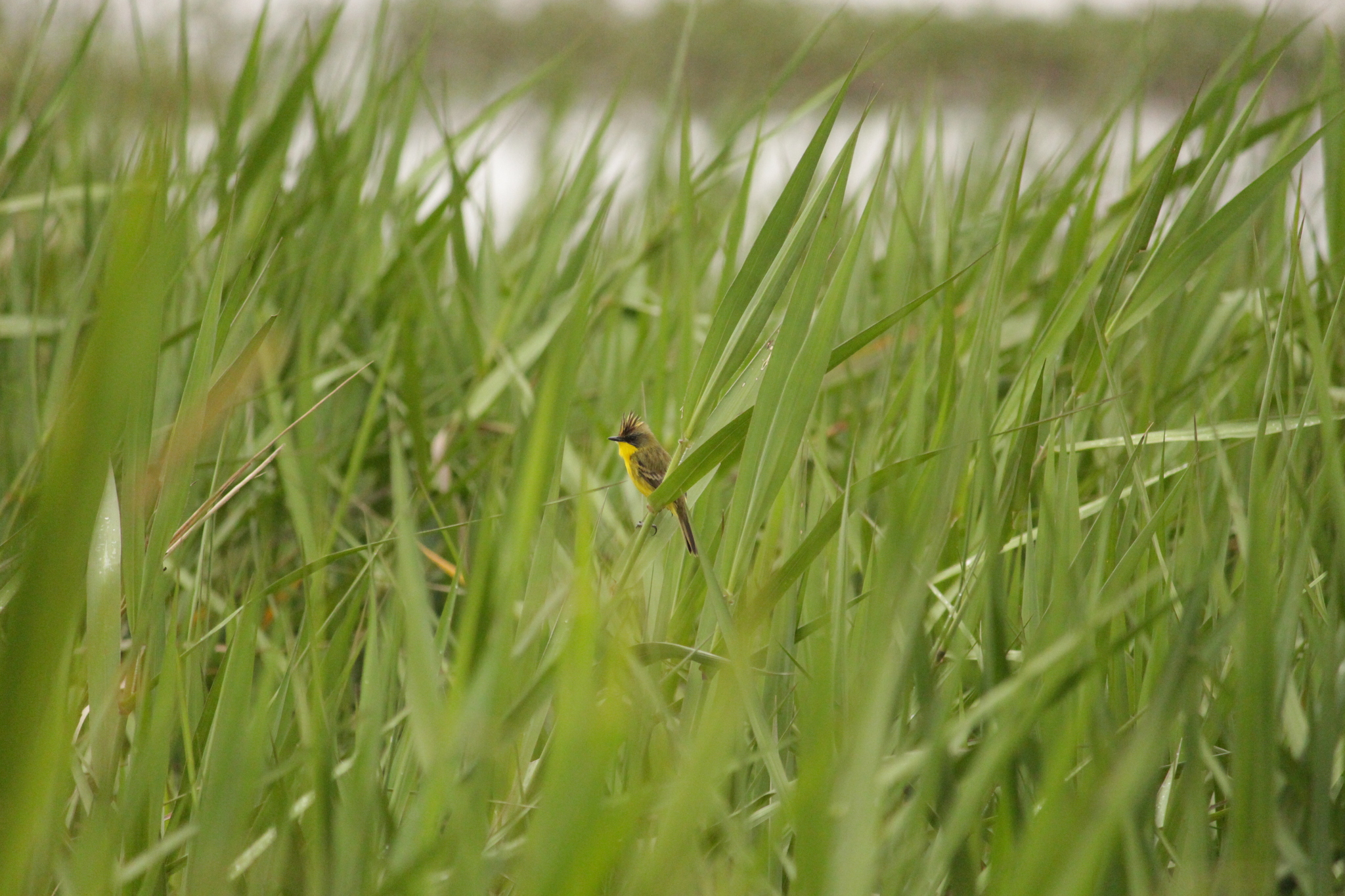 Crested Doradito (Pseudocolopteryx sclateri), photo 10