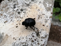 Dichotomius carolinus