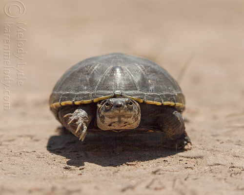 Yellow Mud Turtle