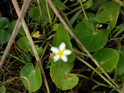 Image of Nymphoides humboldtiana by (c) Daniel Dias, some rights reserved (CC BY-SA)