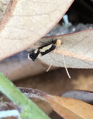 Isocorypha mediostriatella