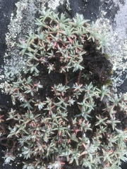 Paronychia argyrocoma