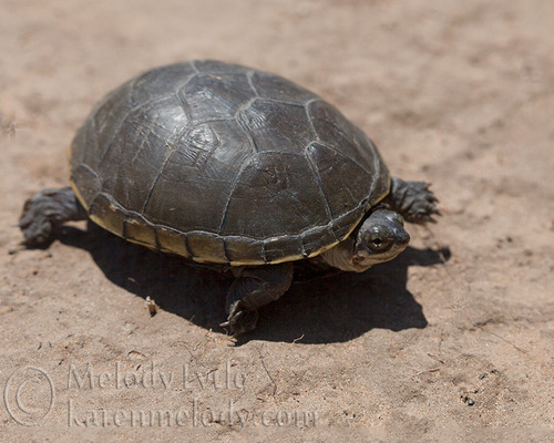 Yellow Mud Turtle