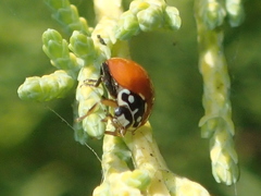 Cycloneda sanguinea