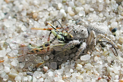 Habronattus amicus