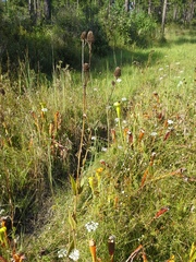 Rudbeckia scabrifolia