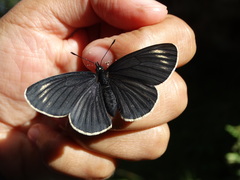 Chlosyne ehrenbergii