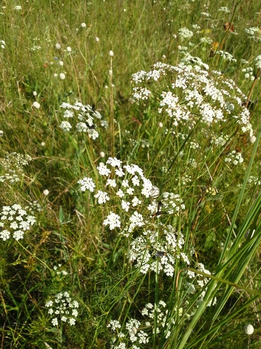 ribbed mock bishopweed (Ptilimnium costatum)
