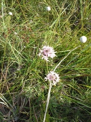 Marshallia caespitosa