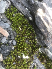 Polytrichastrum appalachianum