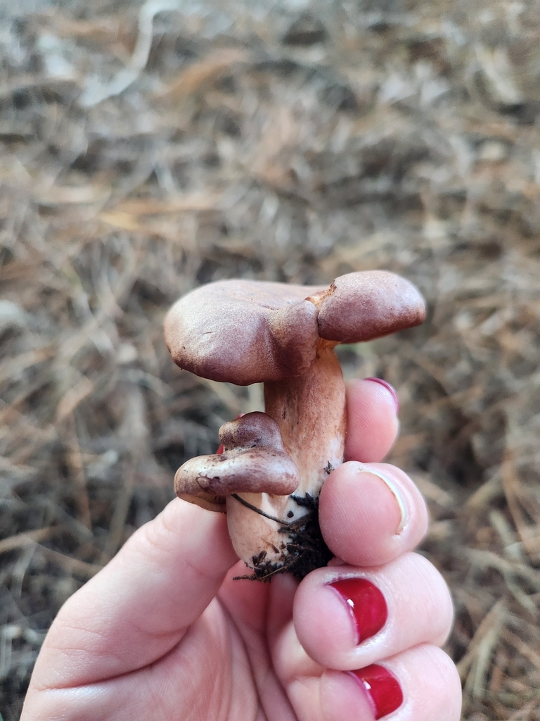 Lactarius rufus · April 2025 · photo: © caroline1426 (iNaturalist, CC)