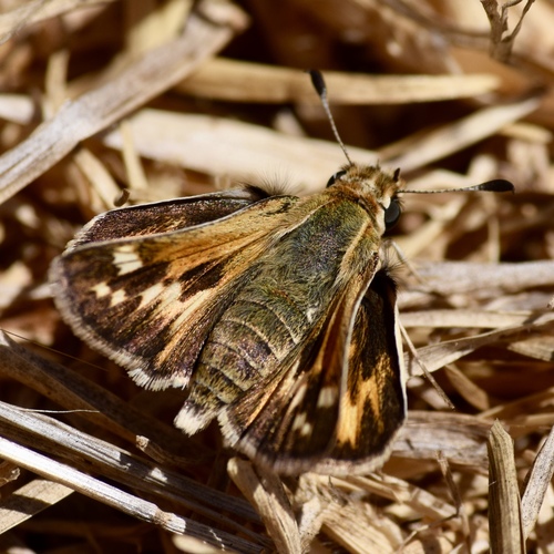 Sandhill Skipper