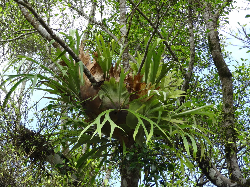 Staghorn fern