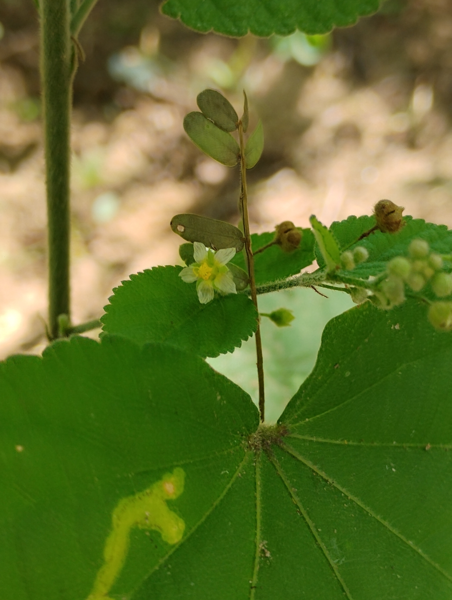 Imagem de Malva-branca