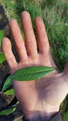 Cotoneaster × watereri