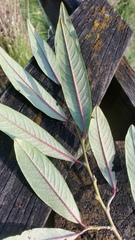 Cotoneaster × watereri