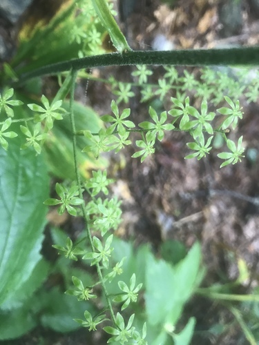 Melanthium parviflorum (Melanthium parviflorum)