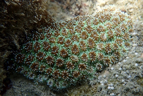 Photo of Galaxy coral (Galaxea fascicularis)