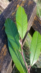 Cotoneaster × watereri