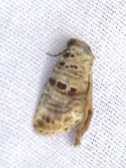 Diastema tigris