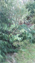 Cotoneaster × watereri