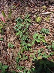 Fragaria virginiana platypetala