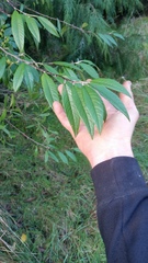 Cotoneaster × watereri