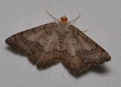 Macaria distribuaria