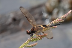 Rhyothemis phyllis obscura