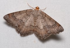 Macaria distribuaria