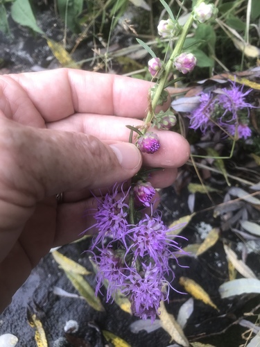 Liatris aspera