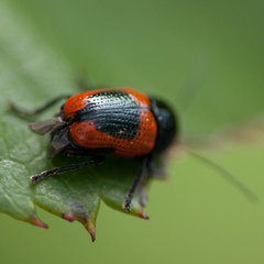 Cryptocephalus notatus