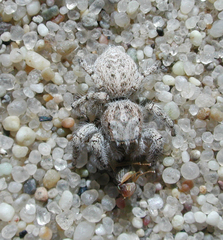 Habronattus amicus