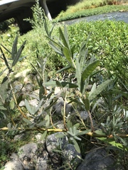 Salix lasiolepis