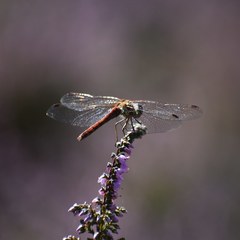 Sympetrum striolatum
