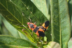 Oncopeltus fasciatus