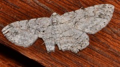 Iridopsis defectaria