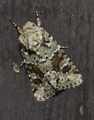 Lacinipolia laudabilis