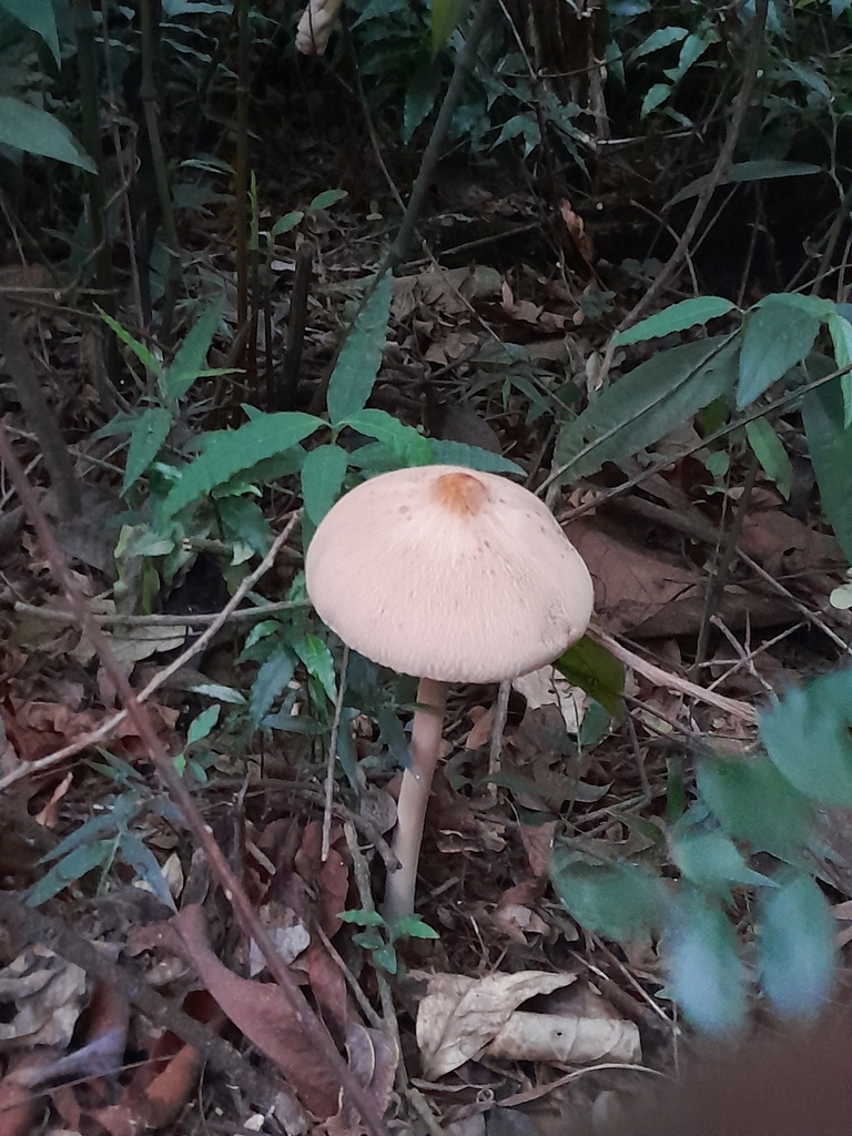 Macrolepiota capelariae · April 2025 · photo: © ana_ads (iNaturalist, cc-by)