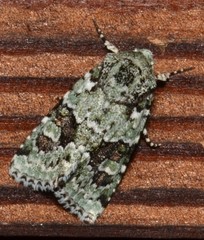 Lacinipolia laudabilis