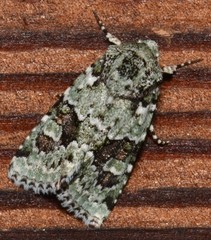 Lacinipolia laudabilis