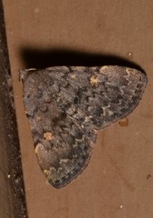 Idia aemula