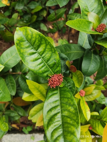 Ixora chinensis