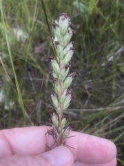 Liatris spicata spicata