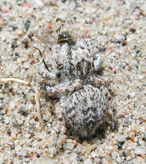 Habronattus amicus
