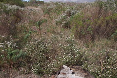 Metalasia pulchella