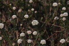 Metalasia pulchella