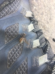 Formicidae