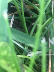 Formicidae