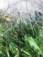 Formicidae